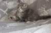 leannatyttsibg227_small.jpg