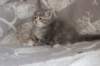 leannatyttsibg228_small.jpg