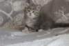 leannatyttsibg229_small.jpg