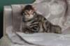 lucassibny24sylivauva36_small.jpg