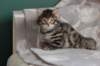 lucassibny24sylivauva37_small.jpg