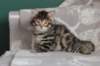 lucassibny24sylivauva46_small.jpg