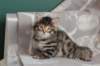 lucassibny24sylivauva50_small.jpg