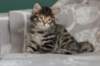 lucassibny24sylivauva60_small.jpg