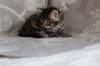 lucassibny24sylivauva7_small.jpg