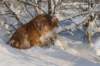 img_2062_small.jpg