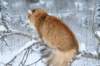 lucassibarisaboutoneyearold8_small.jpg