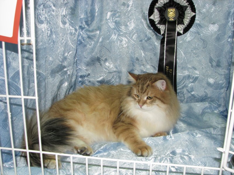 chlucassibarisru.jpg