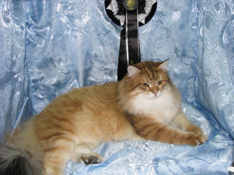 chlucassibarisru16.jpg