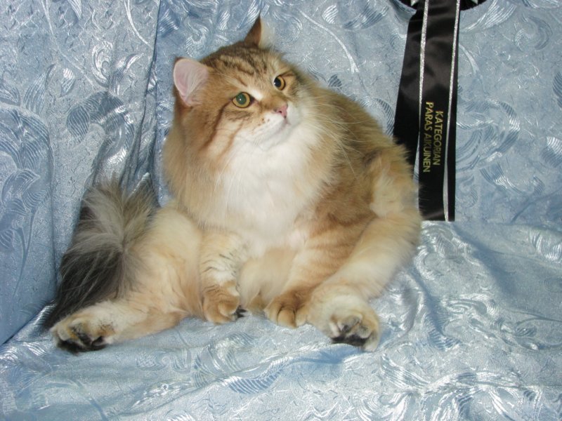 chlucassibarisru21.jpg