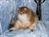 chlucassibarisru23_small.jpg