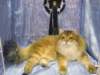 chlucassibarisru24_small.jpg