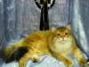 chlucassibarisru26_small.jpg
