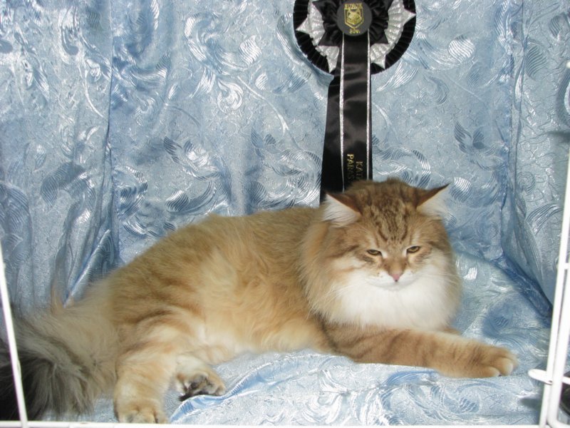 chlucassibarisru8.jpg