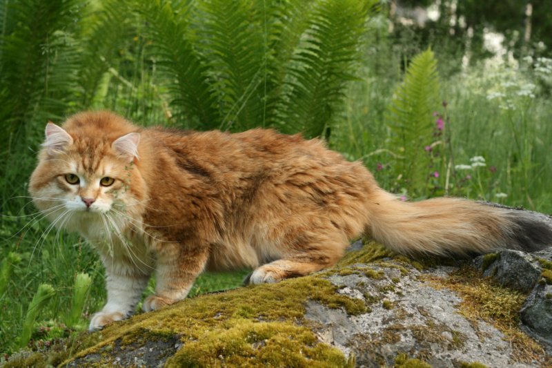 lucassibaristhegoldenmale15.jpg
