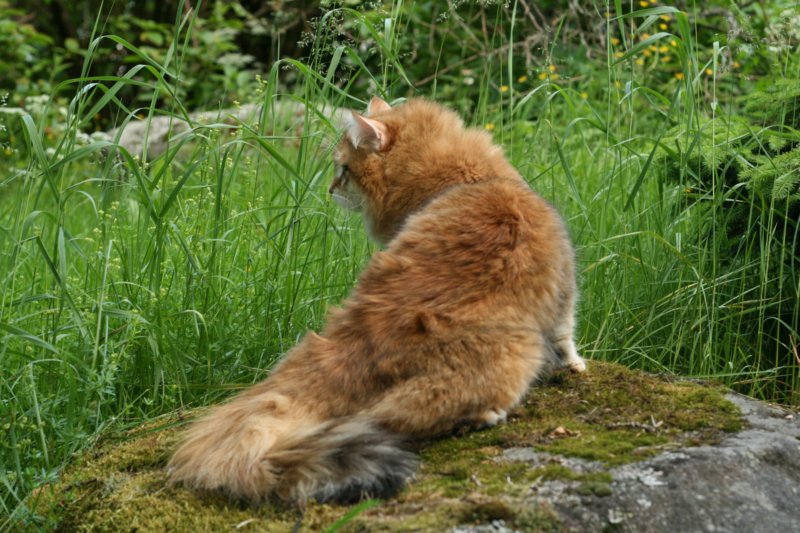 lucassibaristhegoldenmale8.jpg