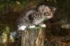 img_5234_small.jpg