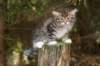 img_5237_small.jpg