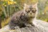 matteus8vi5102017img_246947_small.jpg