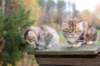 amurinmariaandmatthew6weeks2days71055_small.jpg