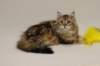 fiamurinmatthewsibny22155weeks111237_small.jpg