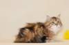 fiamurinmatthewsibny22155weeks111259_small.jpg