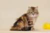 fiamurinmatthewsibny22155weeks111269_small.jpg