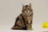 fiamurinmatthewsibny22155weeks111289_small.jpg