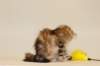fiamurinmatthewsibny22155weeks111296_small.jpg