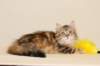fiamurinmatthewsibny22155weeks11129_small.jpg
