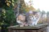 mariaandmatthew6weeksoctober5202115_small.jpg