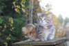 mariaandmatthew6weeksoctober5202117_small.jpg