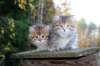 mariaandmatthew6weeksoctober5202118_small.jpg