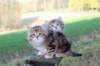 mariaandmatthew6weeksoctober520211_small.jpg