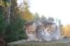 mariaandmatthew6weeksoctober5202128_small.jpg
