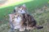 mariaandmatthew6weeksoctober520213_small.jpg