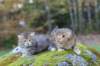 mariaandmatthew6weeksoctober5202144_small.jpg
