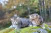mariaandmatthew6weeksoctober5202145_small.jpg