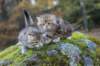 mariaandmatthew6weeksoctober5202146_small.jpg