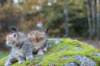 mariaandmatthew6weeksoctober5202147_small.jpg