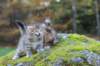 mariaandmatthew6weeksoctober5202149_small.jpg