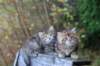 mariaandmatthew6weeksoctober520214_small.jpg