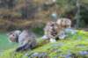 mariaandmatthew6weeksoctober5202152_small.jpg