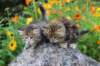 mariaandmatthew6weeksoctober5202153_small.jpg