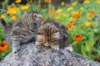 mariaandmatthew6weeksoctober5202157_small.jpg