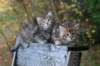 mariaandmatthew6weeksoctober520215_small.jpg