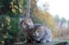 mariaandmatthew6weeksoctober520216_small.jpg