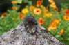 mariasibf2324_small.jpg