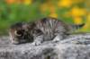 mariasibf2328_small.jpg