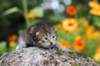 mariasibf2335_small.jpg